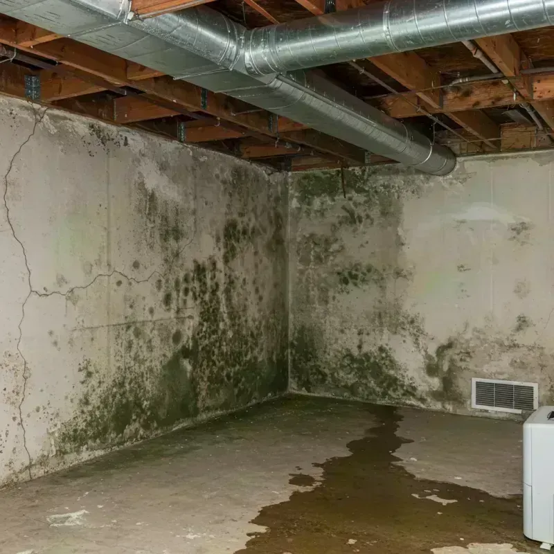 Professional Mold Removal in Shelton, WA